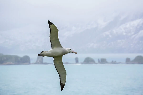 An adult wandering albatross (Diomedea exulans) in flight near Prion Island, South Georgia