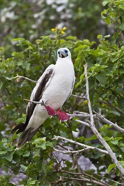 Adult white morph red-footed booby (Sula sula), Genovesa Island, Galapagos Islands, Ecuador, South America