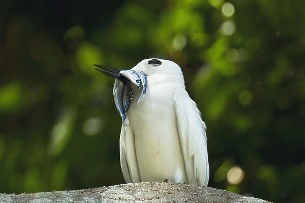 Adult white tern (Gygis alba) with two fish for its chick, Lord Howe Island