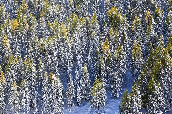 Aerial view of larches in the woods covered with snow during the fall season, Chiavenna Valley