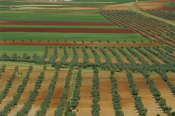 Aerial view of trees and farmland near Almagro in Castile la Mancha
