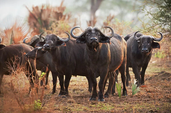 African Buffalo (Syncerus caffer), Uganda, Africa