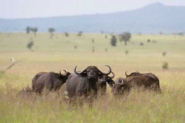 African buffalos (Syncerus caffer), Tsavo, Kenya, East Africa, Africa