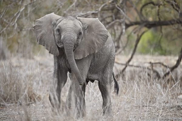African elephant (Loxodonta africana) juvenile, Kruger National Park, South Africa