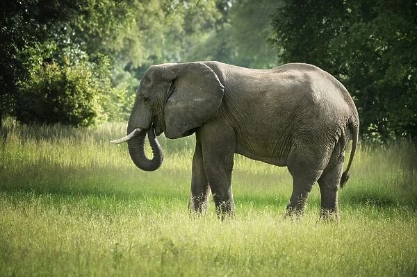 African elephant (Loxodonta), South Luangwa National Park, Zambia, Africa