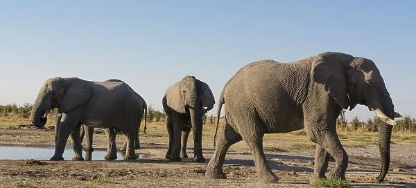 African elephants (Loxodonta africana) at waterhole, Botswana, Africa