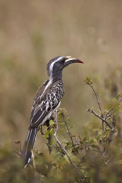 African grey hornbill (African gray hornbill) (Tockus nasutus), female, Serengeti National Park