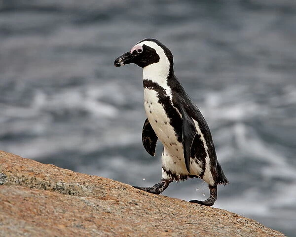 African penguin (Spheniscus demersus), Simons Town, South Africa, Africa