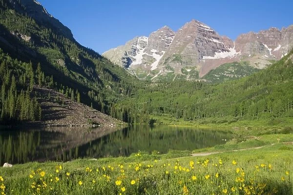 Alpine sunflowers (Hymennoxys grandiflora), Maroon Lake, Maroon Bells Peaks in background