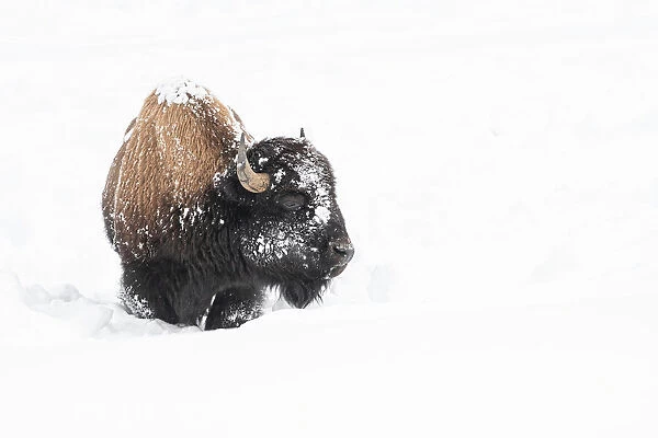 American bison (Bison bison), covered in snow, Montana, United States of America