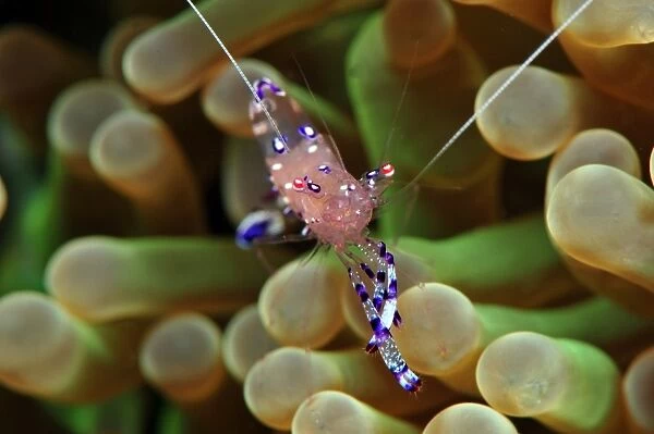 Anemone shrimp (Periclimenes holtuisi), Philippines, Southeast Asia, Asia