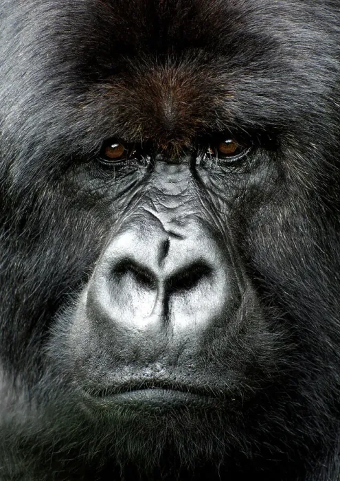 Framed Print : Silverback Gorilla Print, Volcanoes National Park, Rwanda Framed Print : Silverback Gorilla Print, Volcanoes National Park, Rwanda