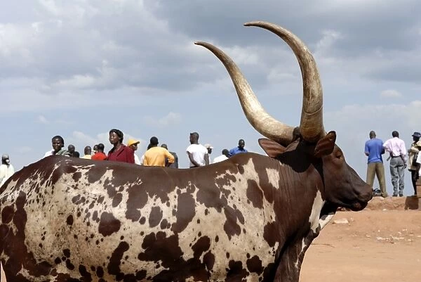 Ankole cow, Kampala, Uganda, East Africa, Africa