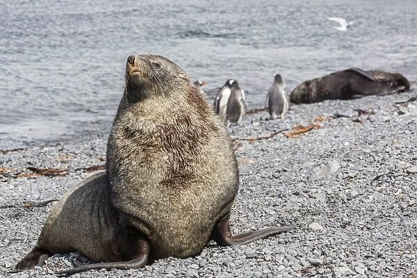 Antarctic fur seal (Arctocephalus gazella) adult bull, Prion Island, South Georgia, UK Overseas Protectorate, Polar Regions