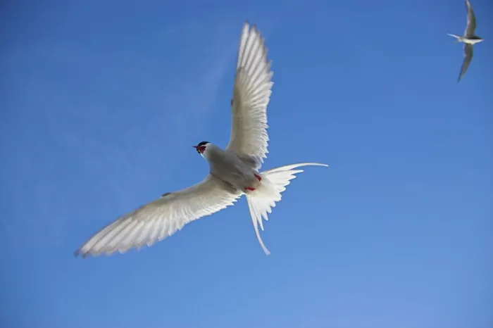 Framed Print : Arctic Tern in Flight Print Framed Print : Arctic Tern in Flight Print