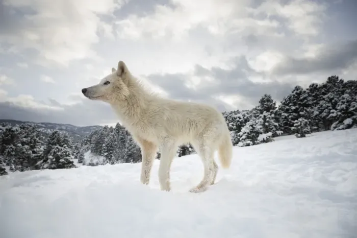 Framed Print : Arctic Wolf Print, Montana Landscape Framed Print : Arctic Wolf Print, Montana Landscape