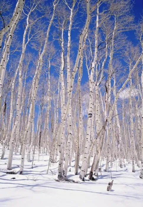 Framed Print : Aspen Trees Winter Print