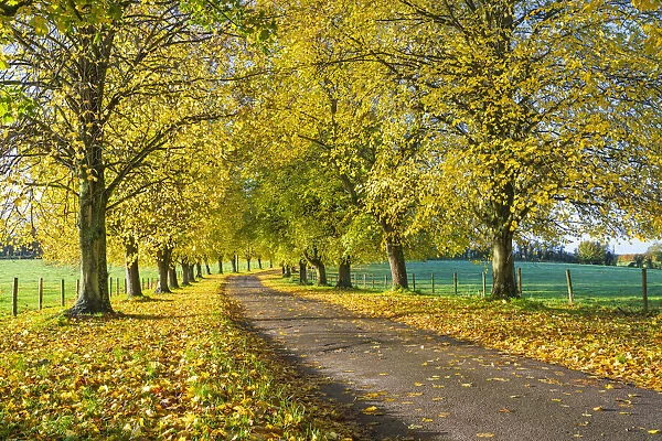 Avenue of autumn beech trees with colourful yellow leaves, Newbury, Berkshire, England