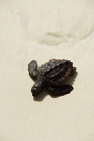 Baby turtle on beach, Santa Maria, Sal (Salt), Cape Verde Islands, Africa