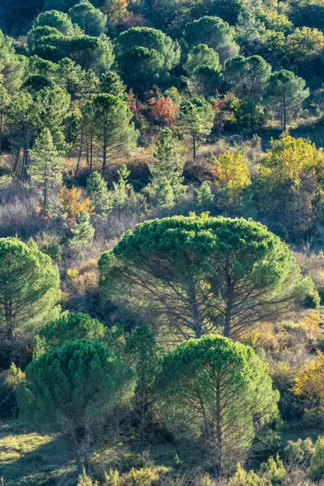 Framed Print : Backlit Pine Trees Print, Tuscany Landscape Framed Print : Backlit Pine Trees Print, Tuscany Landscape