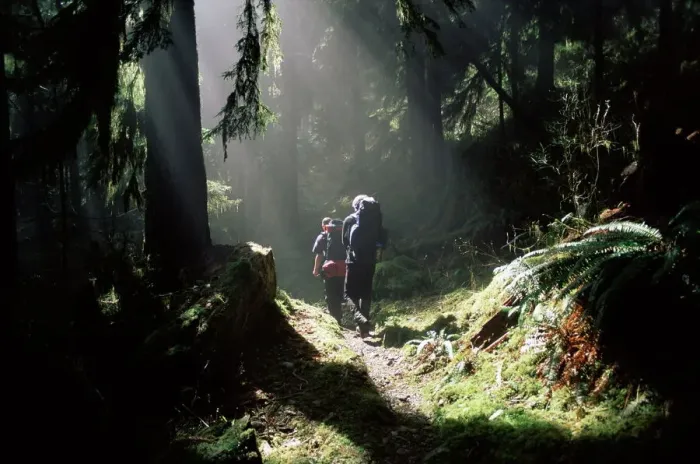Framed Print : Print of Backpackers in Steamy Light, Olympic National Park Framed Print : Print of Backpackers in Steamy Light, Olympic National Park