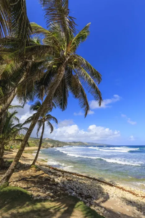 Framed Print : Bathsheba Print: Windswept Palm Trees and Atlantic Waves Framed Print : Bathsheba Print: Windswept Palm Trees and Atlantic Waves
