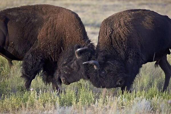 Bison (Bison bison) bulls sparring, Custer State Park, South Dakota, United States of America, North America