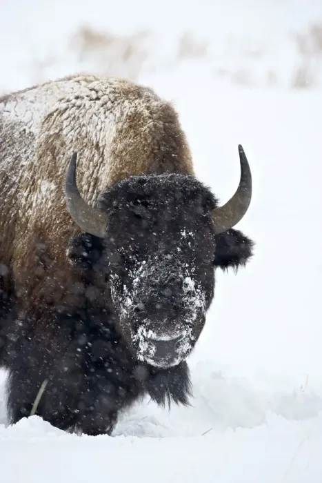 Framed Print : Bison in a Snowstorm Print