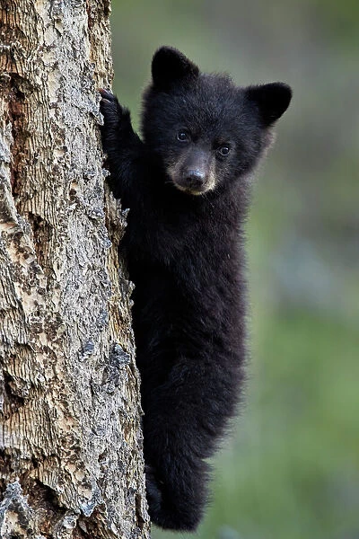 Black bear (Ursus americanus) cub of the year or spring cub climbing a tree, Yellowstone