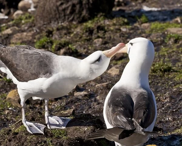 Black-browed albatross (Thalassarche melanophrys) adult bonding behaviour, the Neck, Saunders Island, Falkland Islands, South America