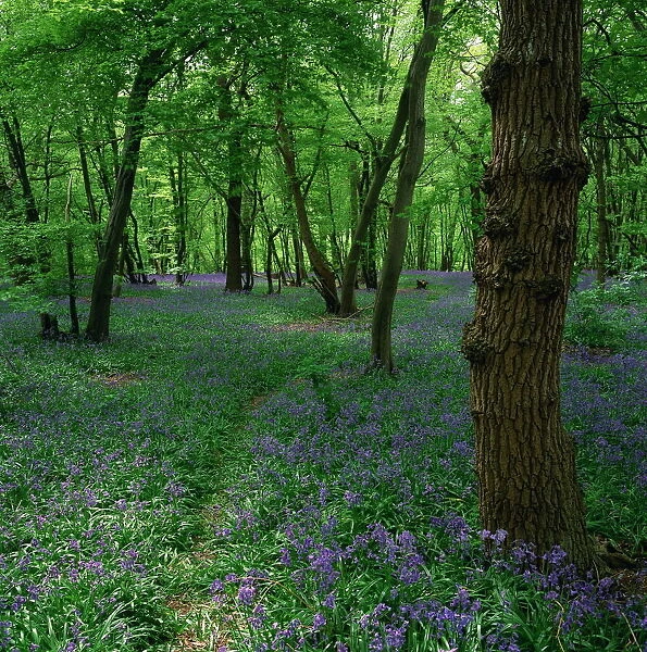 Bluebells in an ancient wood in spring time in the Essex countryside, England