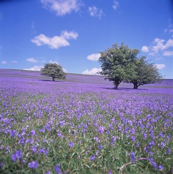 Bluebells, Dartmoor, Devon, England, United Kingdom, Europe