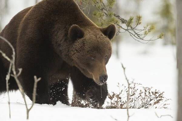 Brown Bear (Ursus arctos) during spring snowfall, Finland, Scandinavia, Europe
