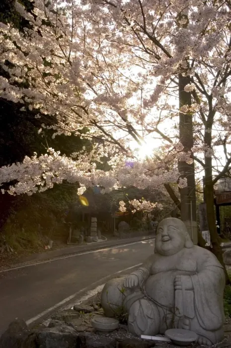 Framed Print : Buddha Statue Print under Spring Cherry Blossoms Framed Print : Buddha Statue Print under Spring Cherry Blossoms