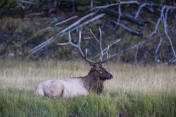 Bull elk (Cervus canadensis), along the Madison River, Yellowstone National Park, UNESCO World Heritage Site, Wyoming, United States of America, North America