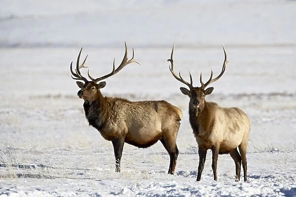 Two bull elk (Cervus canadensis) in the snow