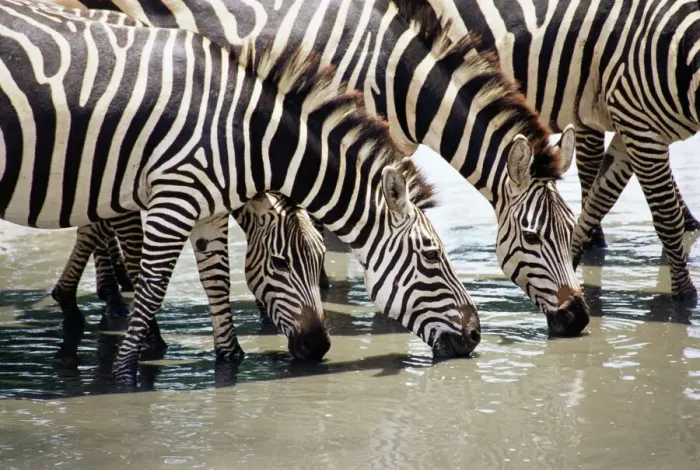 Framed Print : Burchell's Zebra Drinking Print Framed Print : Burchell's Zebra Drinking Print