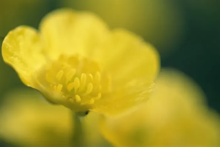 Framed Print : Buttercups Print Framed Print : Buttercups Print