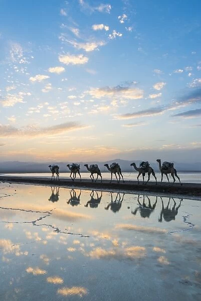 Camels loaded with pan of salt walking through a salt lake at sunset, Danakil depression