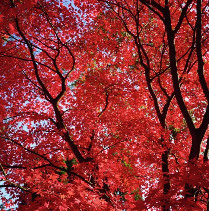 Framed Print : Acer Tree Canopy Print Framed Print : Acer Tree Canopy Print