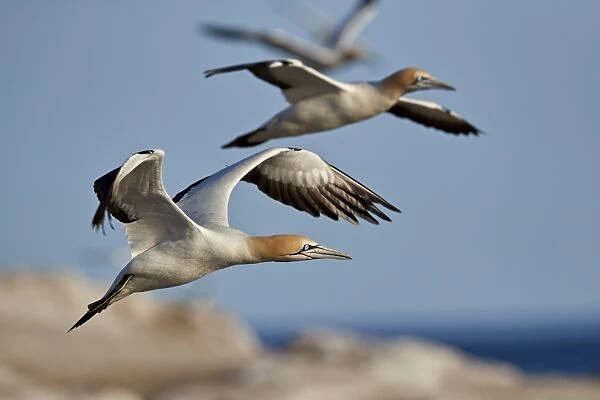 Cape gannet (Morus capensis) in flight, Bird Island, Lamberts Bay, South Africa, Africa