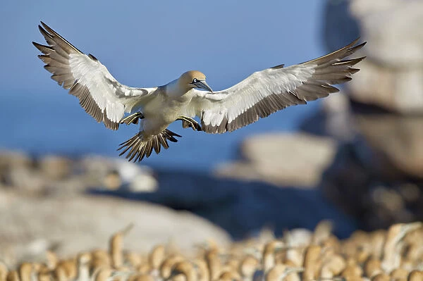 Cape gannet (Morus capensis) landing, Bird Island, Lamberts Bay, South Africa, Africa