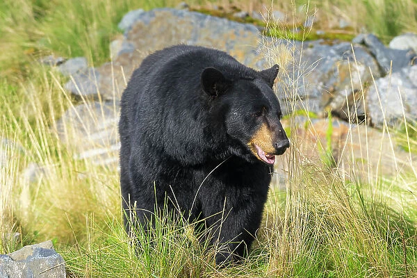Captive black bear (Ursus americanus), Alaska Wildlife Conservation Center, Girlwood, Alaska, United States of America, North America