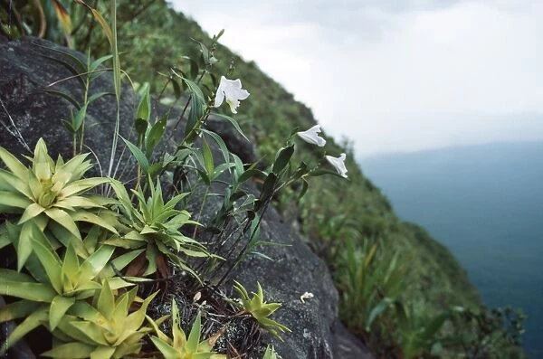 Cerro Autana, endemic white orchid (Orchidaceae), Amazonas territory, Venezuela
