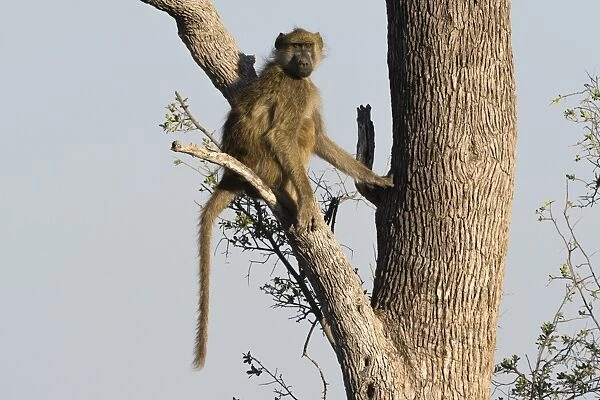 A chacma baboon (Papio hamadryas ursinus) on a tree, Botswana, Africa