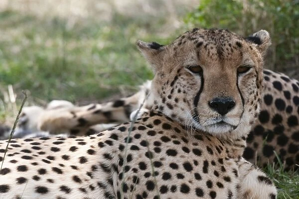 Cheetah (Acinonyx jubatus), Masai Mara, Kenya, East Africa, Africa