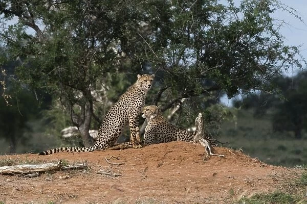 Two cheetah (Acinonyx jubatus) on a termite mound, Tsavo, Kenya, East Africa, Africa