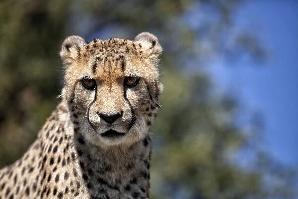 Cheetah against blue sky, Amani Lodge, near Windhoek, Namibia, Africa