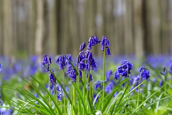 Close up of purple bluebells in bloom in the green grass of the Hallerbos forest