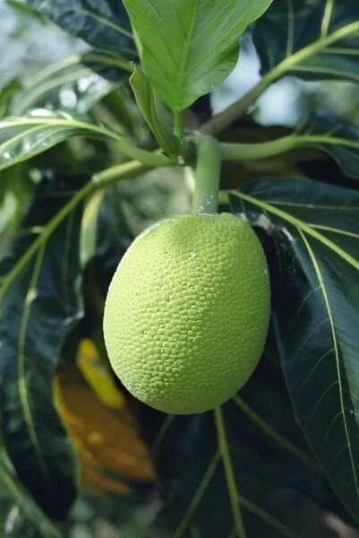 Close-up of breadfruit, Barbados, West Indies, Caribbean, Central America